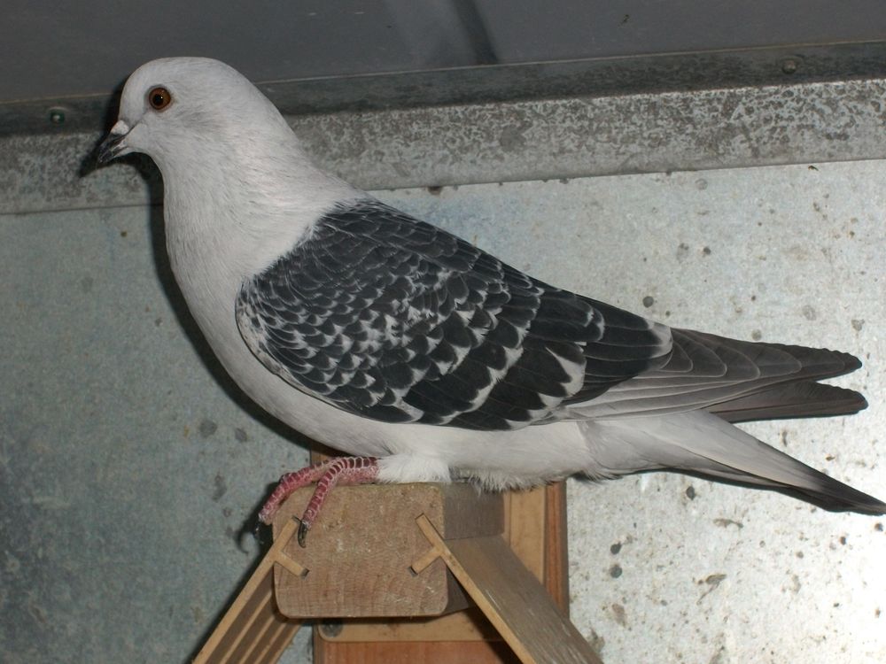   Pigeons satin caill pattes lisses 