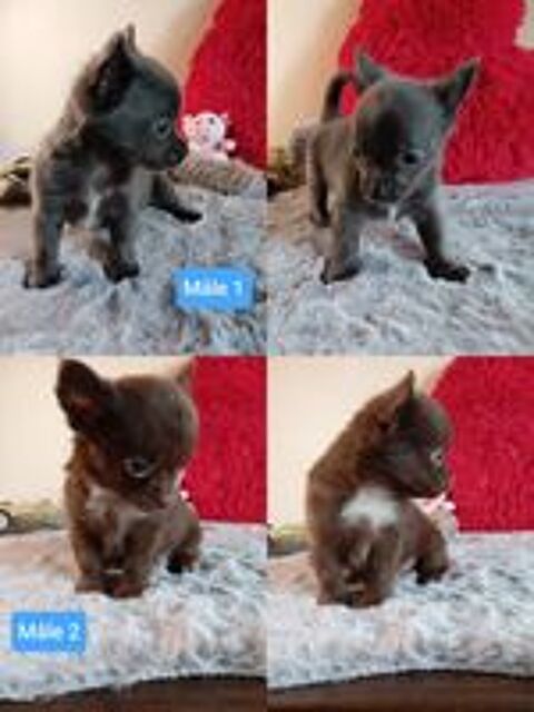   Disponible chiot femelle chihuahua poils longs  