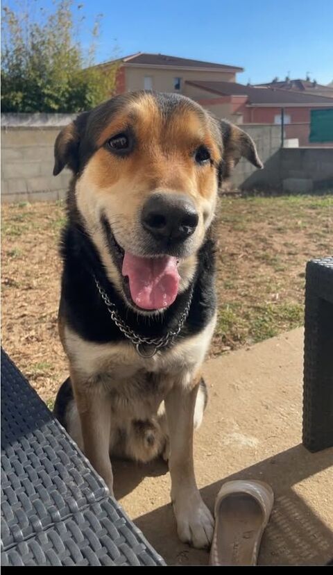 Chien ROMEO à l adoption 210 26500 Bourg-ls-valence