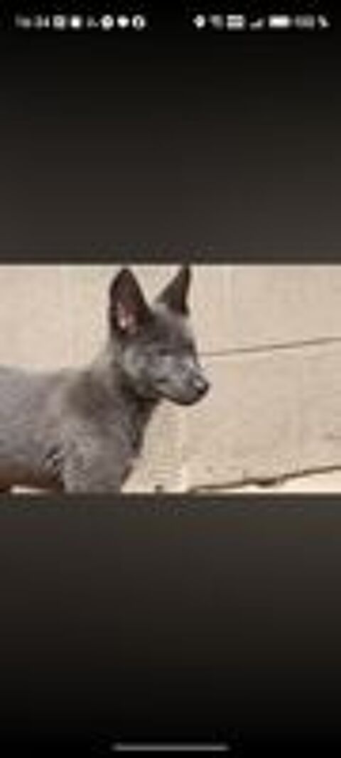   Chiots chiens loup
