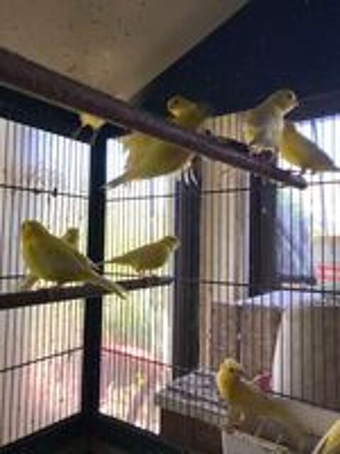   Canaris jaunes  