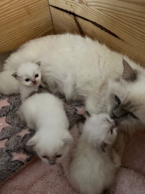 Chaton type sacré Birmanie 800 95400 Arnouville-ls-gonesse