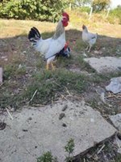   Coq blanc 