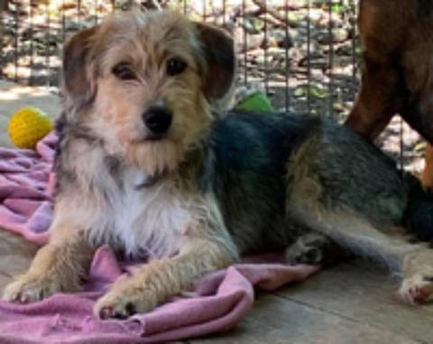   A L'ADOPTION ROMEO 