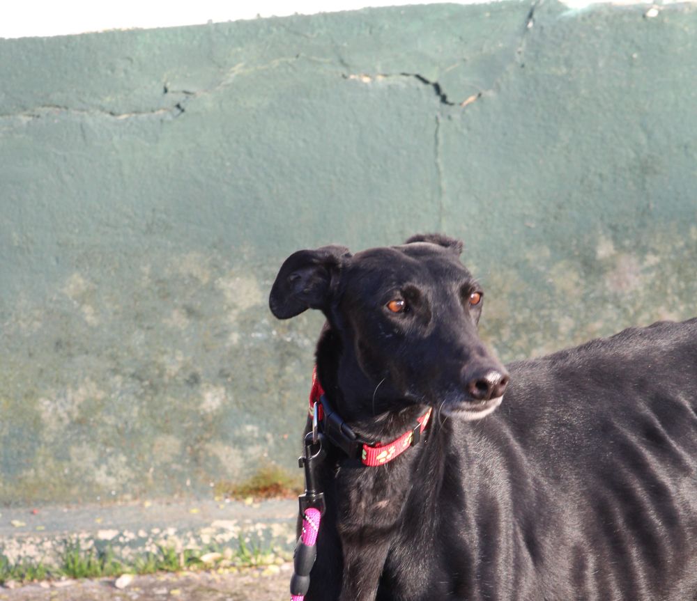   BOMBON  Un doux nom pour un AMOUR de galgo  