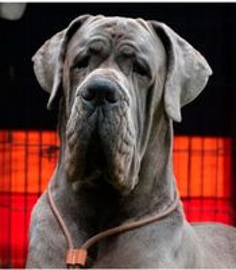   Chiots dogue allemand bleus LOF  