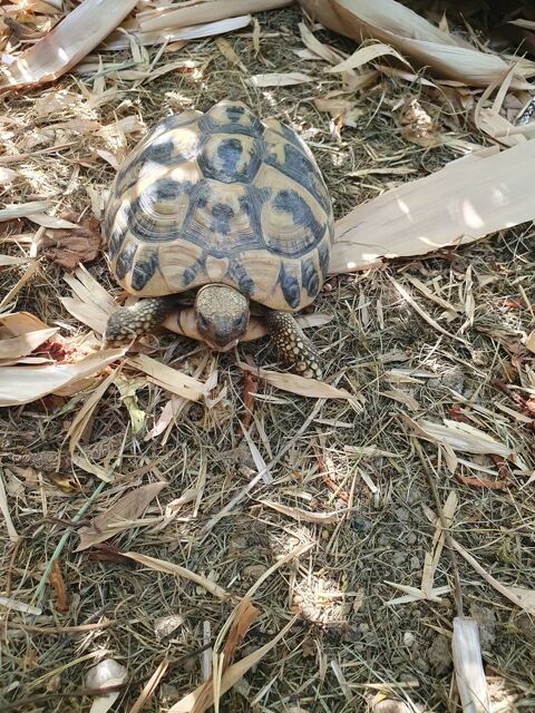 Tortues terrestres 400 81500 Lavaur