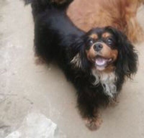   Cavalier king charles  