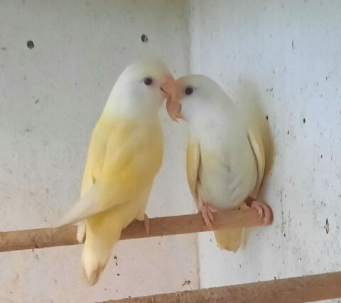 Couple roseicollis aqua ini 80 61000 Alen�on