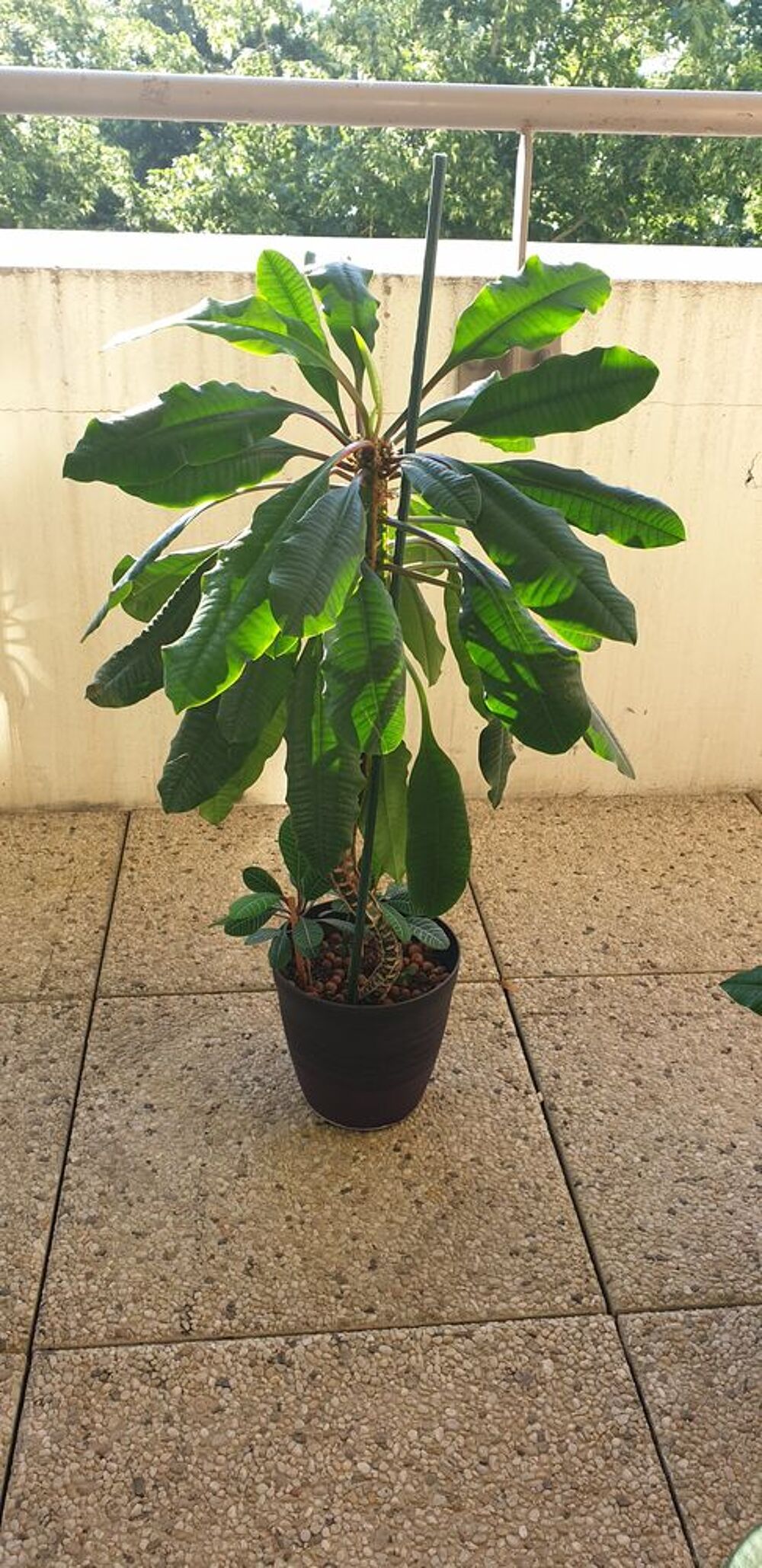 Plantes vertes
Euphorbia leuconeura Jardin