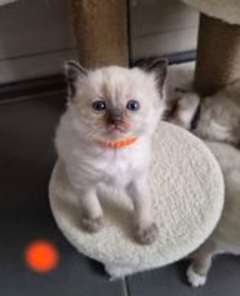  Chatons Ragdoll LOOF a réservé  