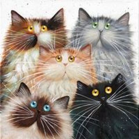   visite chat  domicile sur Beauvais toute l'anne 