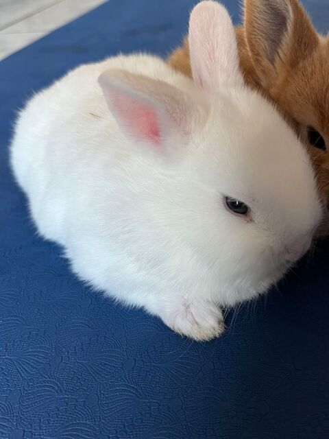 Lapin 20 93290 Tremblay-en-france