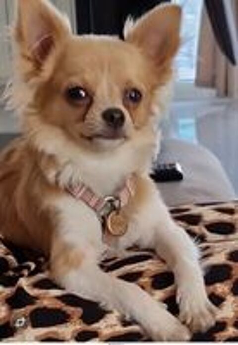   Chihuahua femelle  