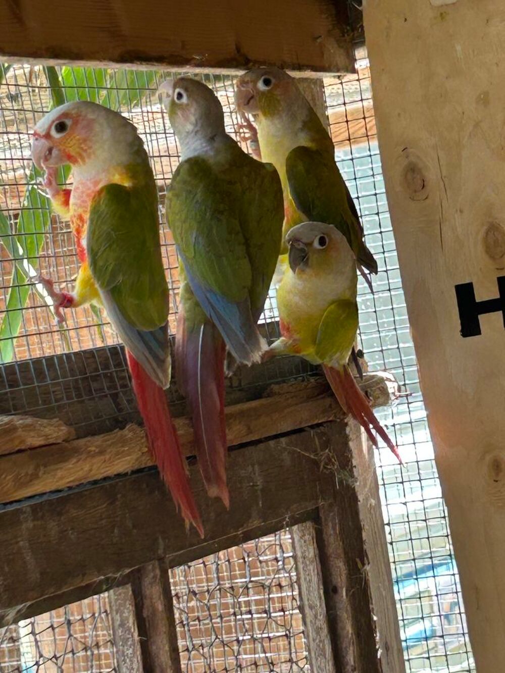   Mâle Conure molinae 