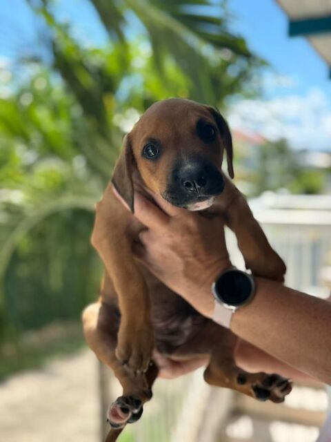 GOLIATH le ptit mignon 300 94000 Cr�teil