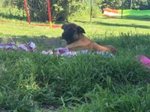   1 Mâle Berger Belge Malinois 