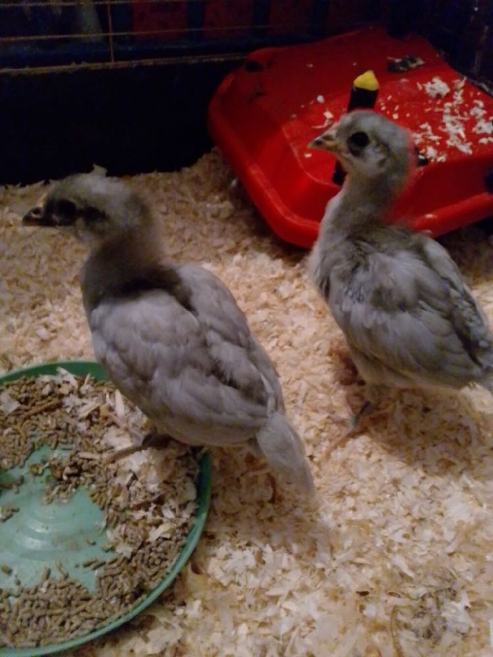   Poule limousine 