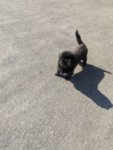 Femelle Shih Tzu . 550 87320 Darnac