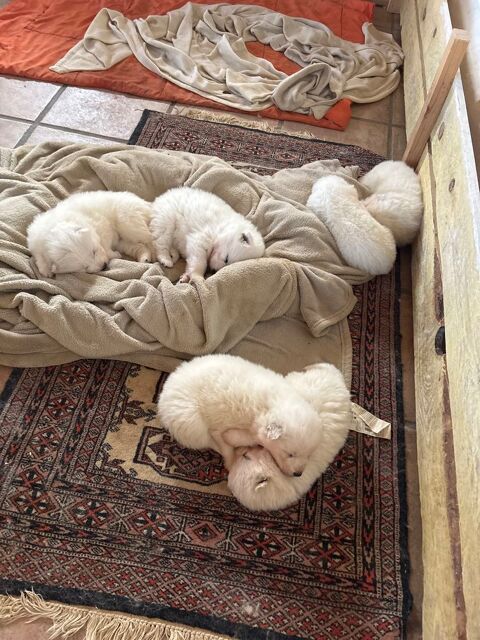 Chiots Samoyede 1000 64480 Ustaritz