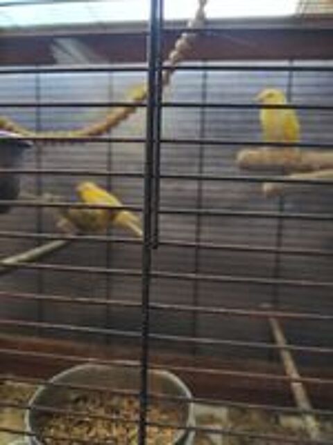   Jeune canaris  