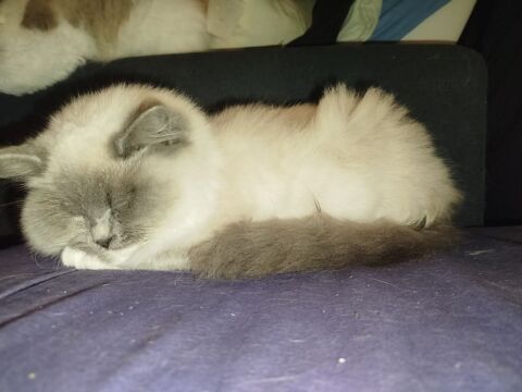 Femelle Ragdoll 7 mois 400 53140 Saint-calais-du-dsert
