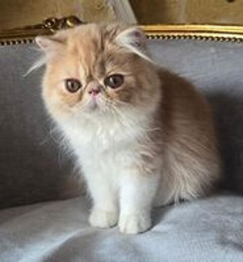   Chatons persans LOOF 