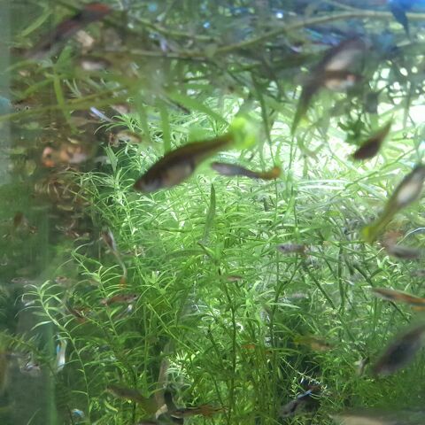 plantes aquarium et guppy 1 01000 Saint-denis-lès-bourg