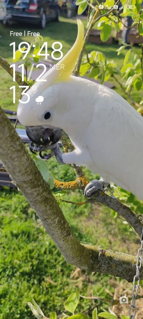 Cacato&egrave;s &agrave; huppe jaune (gal&eacute;rita) 2000 30100 Al�s