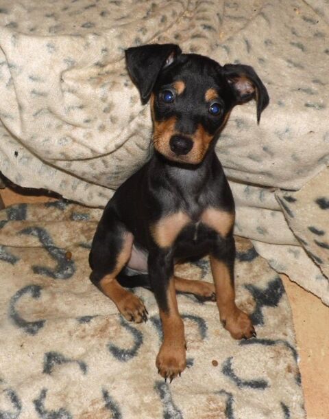 SPLENDIDES CHIOTS PINSCHER NAIN 890 82000 Montauban