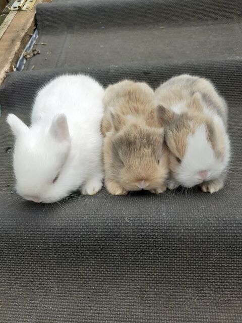 Bébé lapins  20 65100 Lourdes