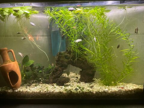 Crevettes et Escargots Helena 1 35260 Cancale