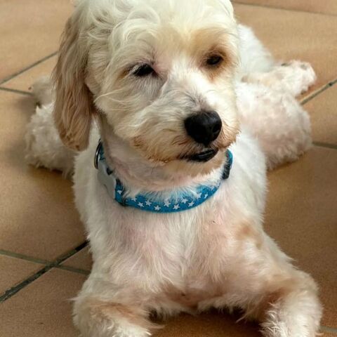 ✨️ QORMI ✨️ 🐶 350 75006 Paris