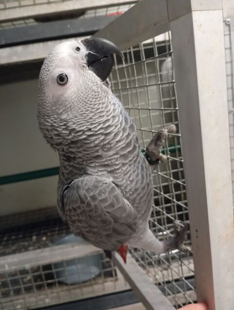 Femelle Gris du Gabon 2025 1500 47430 Caumont-sur-garonne