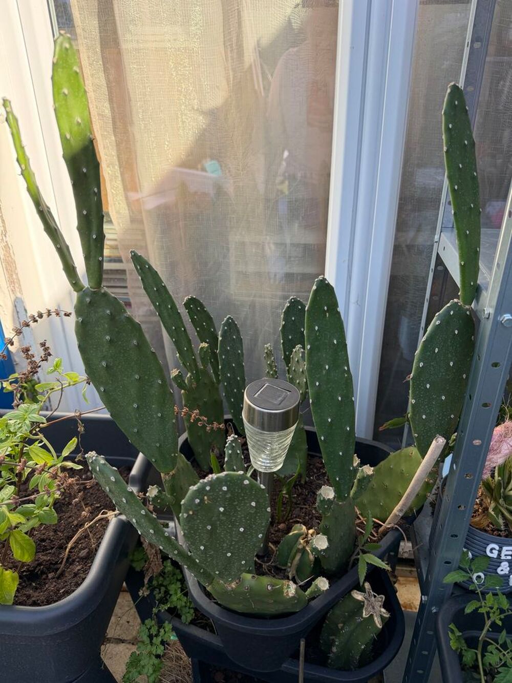 Raquette d'Opuntia elata &agrave; fleurs oranges Jardin