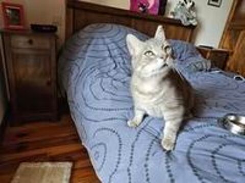   Chat SOLEIO à l adoption 