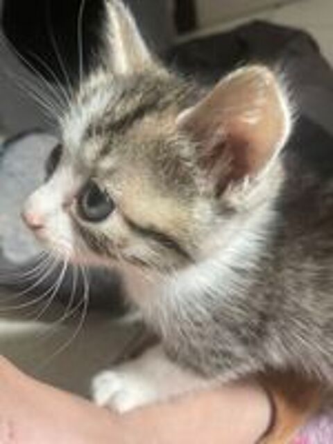   Des petits mignons plein de vie 