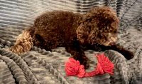    caniche F nain de couleur Chocolat 