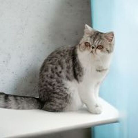   Exotic Shorthair LOOF 
