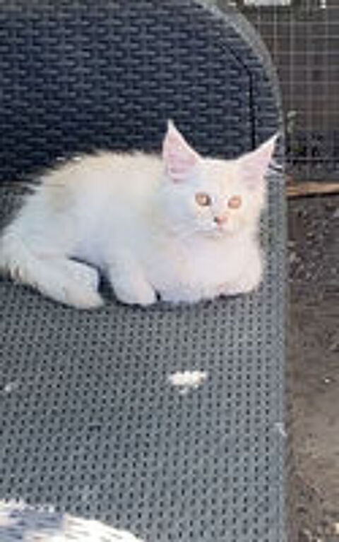  MAINE COON ? CHATONS DISPONIBLES ??? les loulous de c?ur  