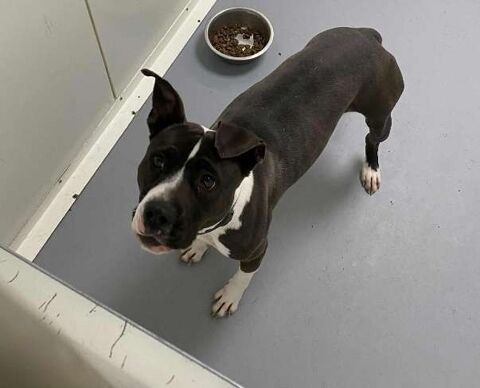 Chien NINA à l adoption 210 13001 Marseille