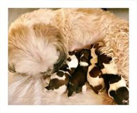   Adorables chiots Shih-Tzu. 