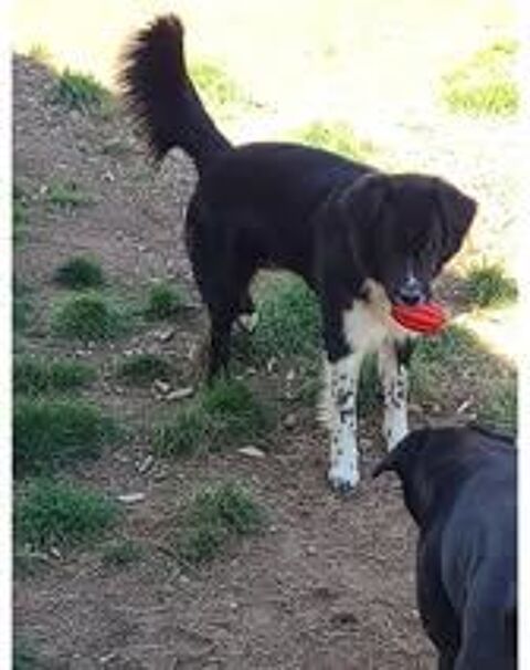 Chien NEYKO à l adoption 210 26130 Saint-restitut