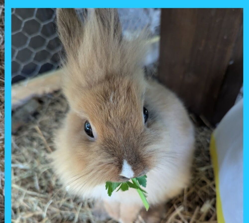   Donne lapin nain 
