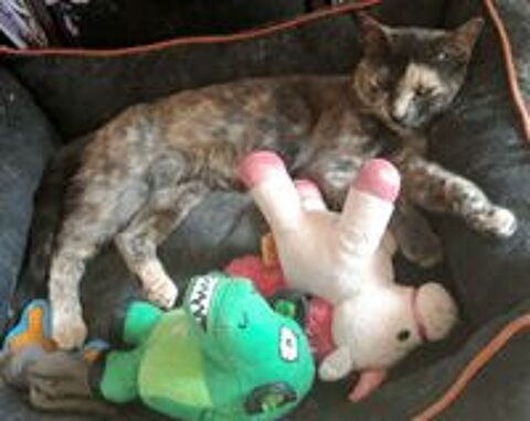   Rosa, petite minette cherche sa famille pour la vie 