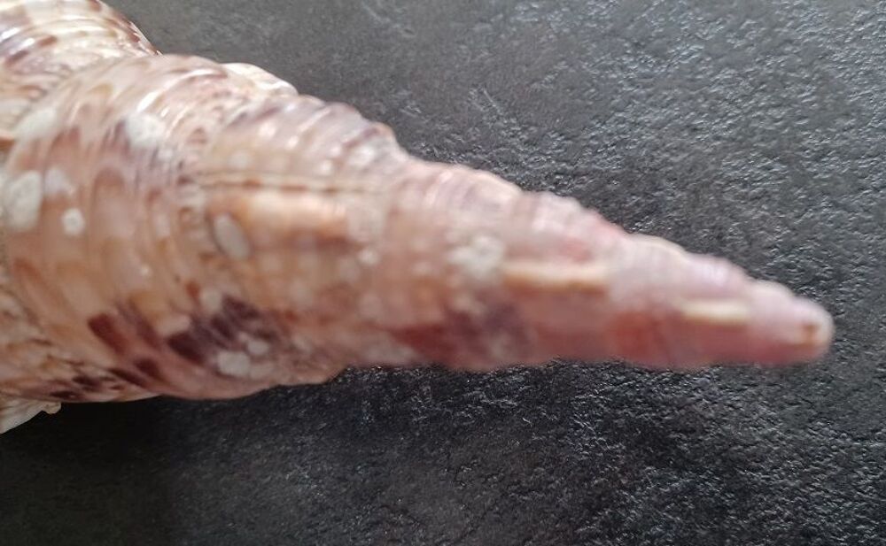 Coquillage Triton (Charonia Tritonis) 25 cm 