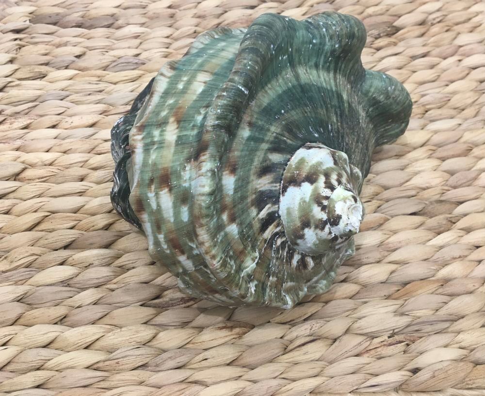 Magnifique Burgot des Antilles Décoration
