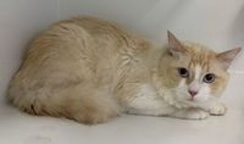   BILOUTE, chat croisé siamois yeux bleus 4 ans 