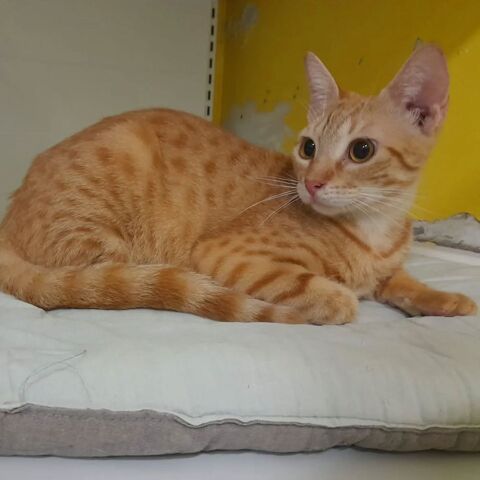 ✨️ DORY ✨️ 🐱 0 78000 Versailles