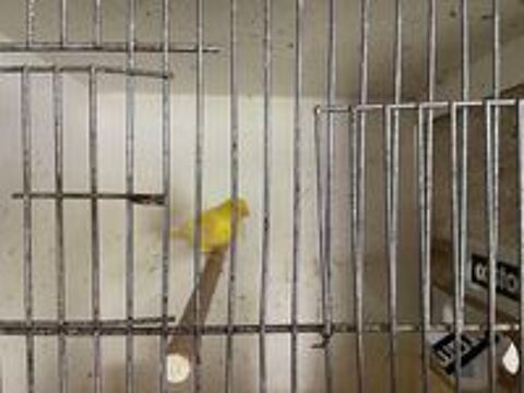   Canaris  